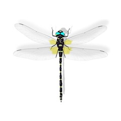 昆虫オニヤンマの細密イラスト © 哲夫 荒