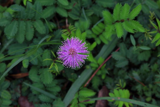 Sensitive Plant (Mimosa pudica)