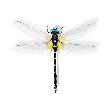 巨大♀】オニヤンマ 標本Anotogaster sieboldii ストラップ 昆虫用品