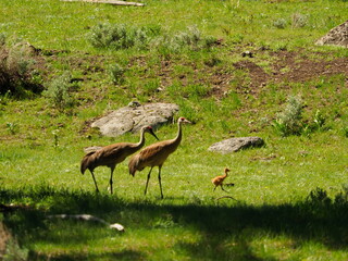 Obraz premium Sandhill cranes with colt 