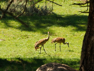 Obraz premium Sandhill cranes with colt 