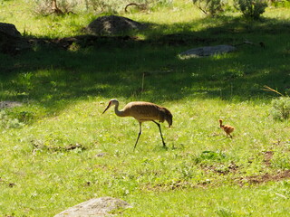 Obraz premium Sandhill cranes with colt 