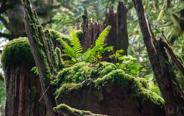 Fototapeta premium mossy stump