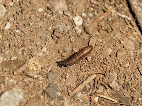 Parasitoid wasp with caterpillar