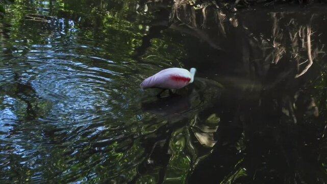 A unique bird, Rosetta Spoonbill, going about its search for food in the Corkscrew Audubon Wildlife Refuge in Florida.