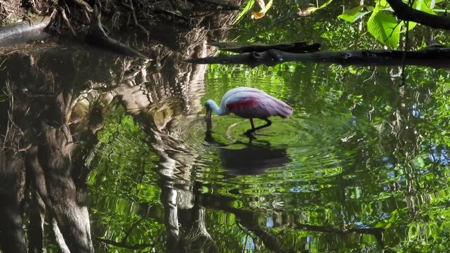A beautiful Rosetta Spoonbill going about its search for food in the Corkscrew Audubon Wildlife Refuge in Florida.