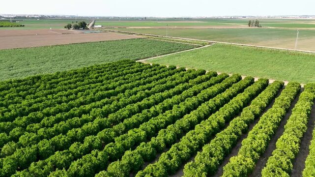 Aerial flight over a green citrus orchard in Seville, Spain