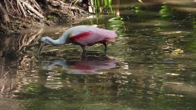 A unique looking Rosetta Spoonbill searching for food in the Corkscrew Audubon Wildlife Refuge in Florida.