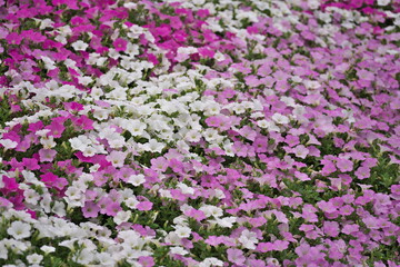 Fototapeta premium Tochigi, Japan - May 28, 2026: Petunia bed in a garden 