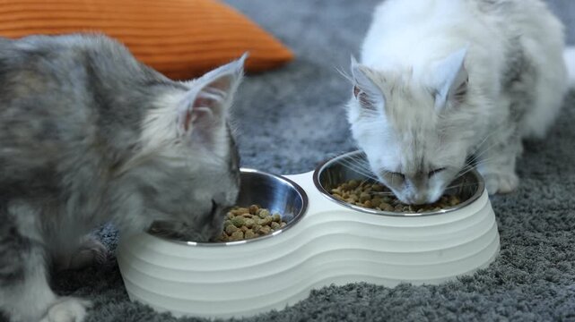 Cute Maine Coon cats eating dry pet food from feeding bowls at home, camera moving in