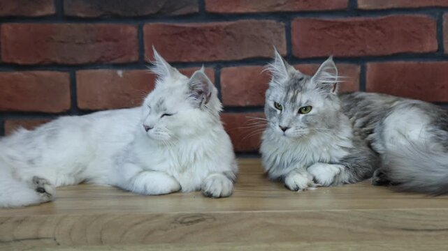 Cute Maine Coon cats resting on wooden cabinet at home, camera moving in. Adorable pet