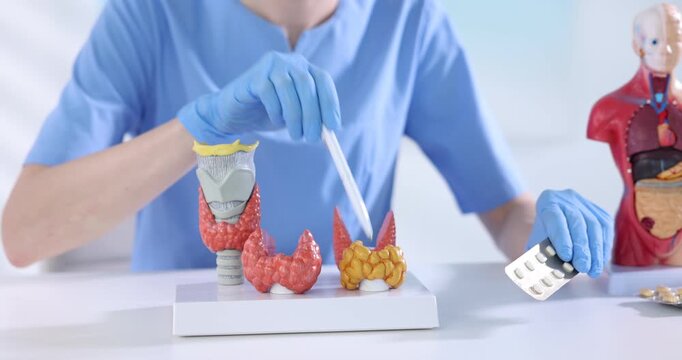 Endocrinologist demonstrating models of thyroid glands and giving pills at white table in clinic, closeup