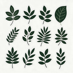 Fototapeta premium Assorted dark green botanical leaf branches on white background leaves nature