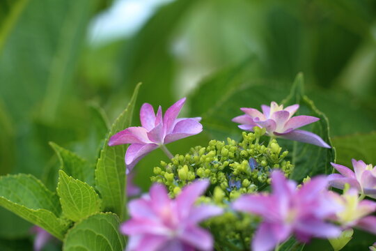 鮮やかに咲く、ガクアジサイ / Vivid lacecap hydrangea flowers and green foliage in rainy season