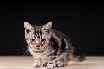 A cute little cat in the background © zhengzaishanchu