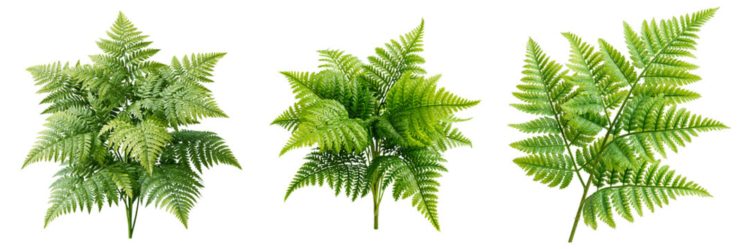 bracken plant set isolated on white transparent background - design element cut-out object collection