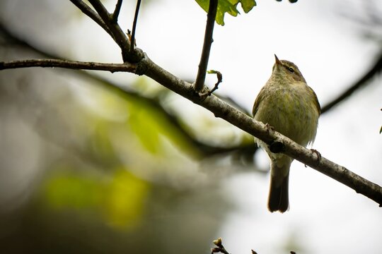 Common Chiffchaff Perched on Tree Branch with Blurred Foliage