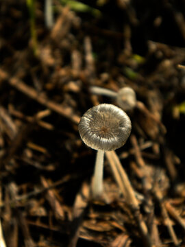 Psathyrellaceae, a family of mushrooms in the order Agaricales known for their brittle caps, are often referred to as brittlestems or inkcaps.