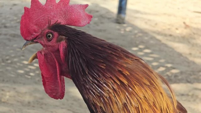 Vibrant rooster crowing on a farm, close up of a male chicken with red comb and wattle, colorful plumage of a domestic cockerel in a rural setting
