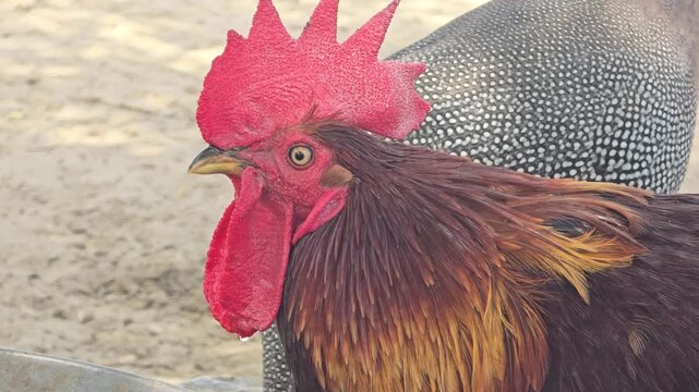 Vibrant red rooster head close up, colorful farm bird with bright comb and wattle, domestic poultry profile in a rural farmyard setting
