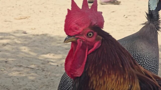 Vibrant rooster head close up, colorful male chicken with red comb and wattle, domestic poultry bird on a sunny farm background