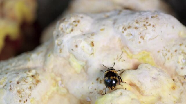 Tiny beetle crawls slowly over pale, textured fungi. Bright yellow and black patterns mark its small body. It explores the uneven surface with cautious movements
