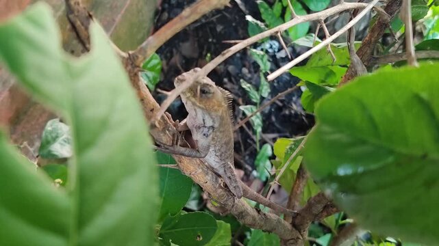 Chameleon hiding among bushes, showing camouflage ability and reptile behavior in natural outdoor environment.