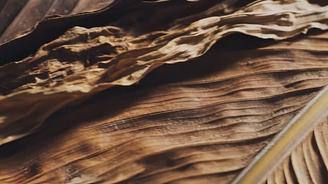 Closeup of Dry Banana Leaves with Detailed Texture and Patterns.