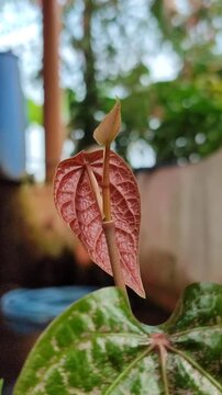 Young betel leaves with fresh green patterns and natural texture, showing tropical foliage beauty in close-up view.