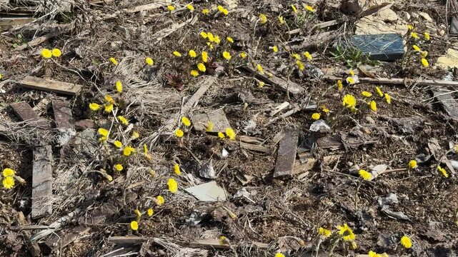 Yellow pansies blooming on leaf covered ground with broken glass and tiny splinters under soft spring sunlight conveying urban