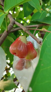 Red Syzygium aqueum fruit partially eaten by fruit-eating animal, showing natural feeding behavior in tropical environment