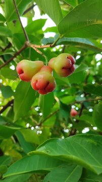 Red Syzygium aqueum fruit growing on tree, showing fresh tropical wax apple in natural garden environment.