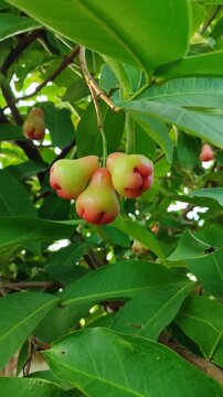 Red Syzygium aqueum fruit growing on tree, showing fresh tropical wax apple in natural garden environment.