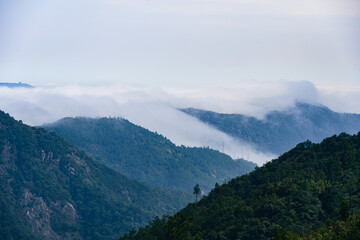 Fototapeta premium Layered green mountain ranges of Gushan emerge from soft mist, forming a tranquil ethereal natural landscape.