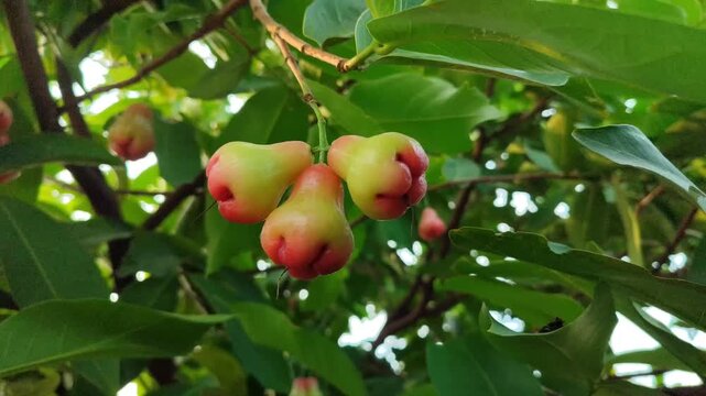 Red Syzygium aqueum fruit growing on tree, showing fresh tropical wax apple in natural garden environment.