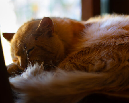 Gato naranja durmiendo