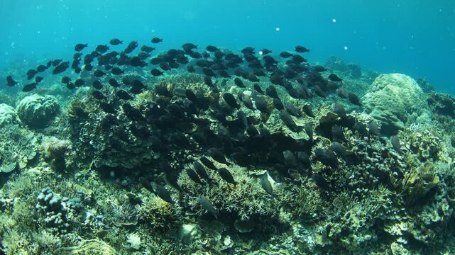 Schooling fish swim over a shallow coral reef in El Nido, Philippines. This area is a popular destination for divers and snorkelers.