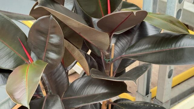 Close-up rubber ficus in pot glossy leaves on terracotta tile with white plastic saucer, nursery display setting, bright daytime