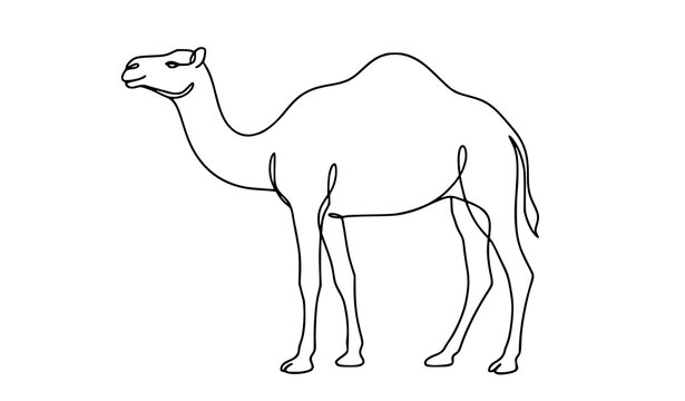 One hump camel continuous line drawing minimalist desert animal vector illustration