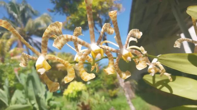 Exotic curly orchid flower Dendrobium discolor blooming in the garden against blue sky background
