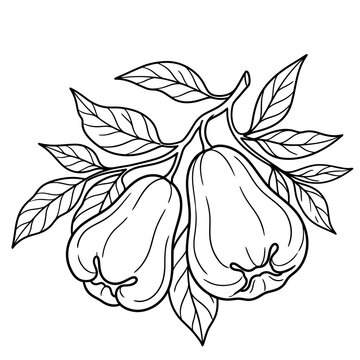 vector illustration of rose apple
