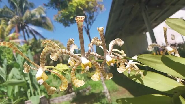 Exotic curly orchid flower Dendrobium discolor blooming in the garden against blue sky background
