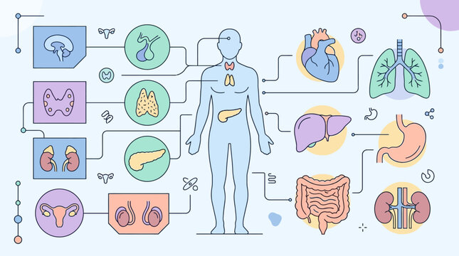 Human Body Organs and Endocrine System Infographic.