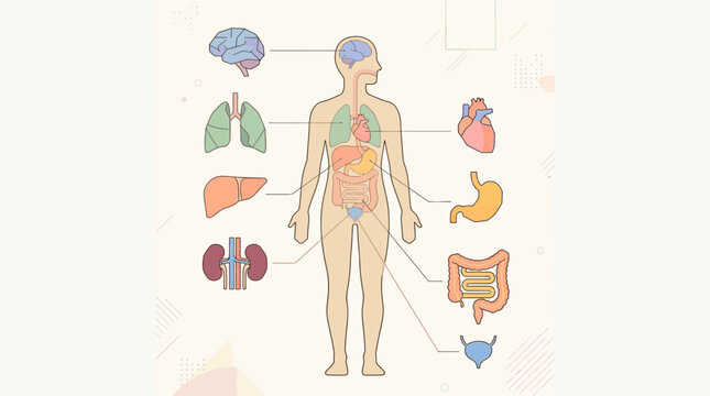 Human Body Organs Diagram Illustrating Internal Anatomy and Systems.