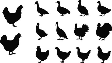 Collection of farm bird silhouettes including chickens, ducks, geese, and turkeys in various standing and walking poses © MdRobiul