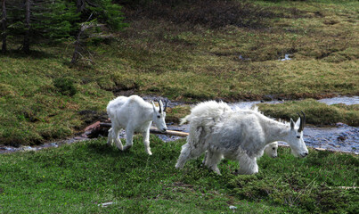 Goat family wandering at Glacier NP © Min