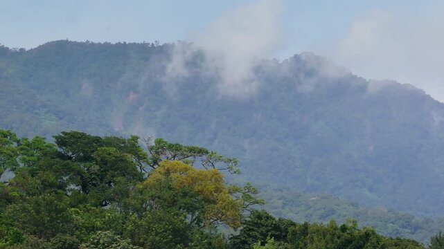 Majestic view of active Fuego Volcano in Guatemala with white smoke and clouds drifting across densely forested mountain slopes. Tropical trees frame the volcanic landscape under clear blue sky.