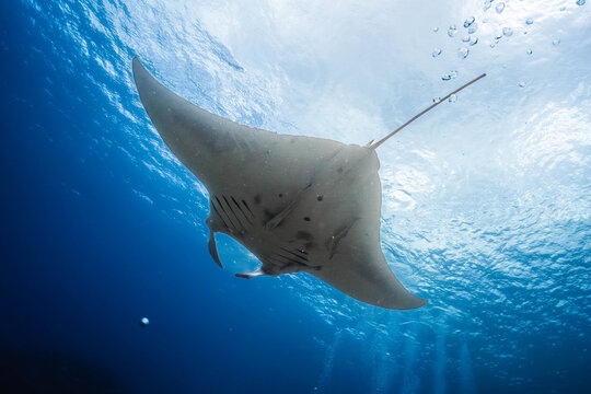 Giant Oceanic Manta Ray Swimming Beneath the Surface