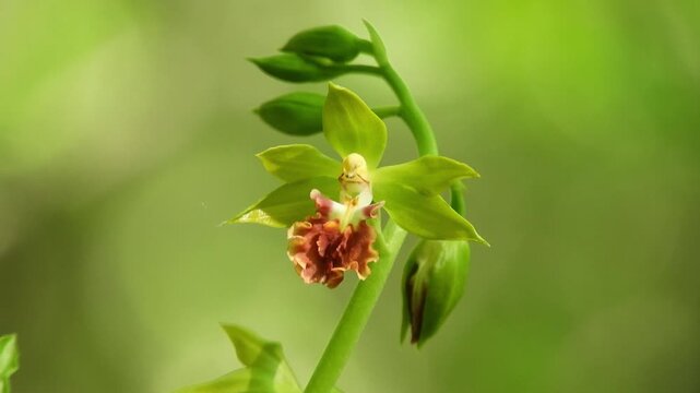 【4K】新緑の森に咲くサルメンエビネ：緑色の花を湛える希少な野生蘭。青森の深山で見つけた植物の奇跡　[4K] Rare Wild Orchid: Calanthe tricarinata Blooming in the Fresh Green Forest, Japan  撮影日：20260518-1