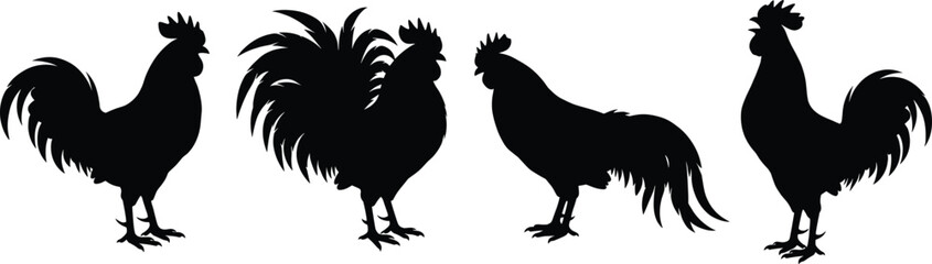 Vector set of black rooster silhouettes standing in different poses isolated on a white background © MDSHAFIQUL